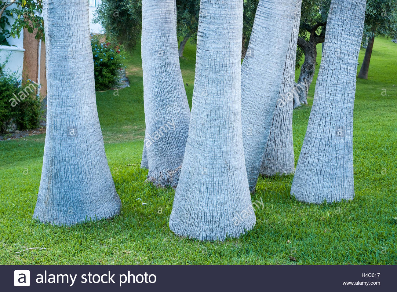 1300x956 Palm Tree Bark Tropical Stock Photos Amp Palm Tree Bark Tropical - Painting On Palm Tree Bark