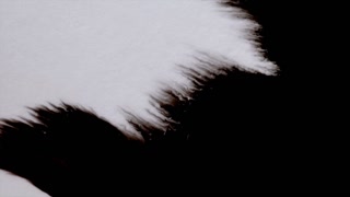 320x180 Ink Absorbing Into Parchment Paper. Calligraphy Ink Bleed Concept - Painting On Parchment Paper