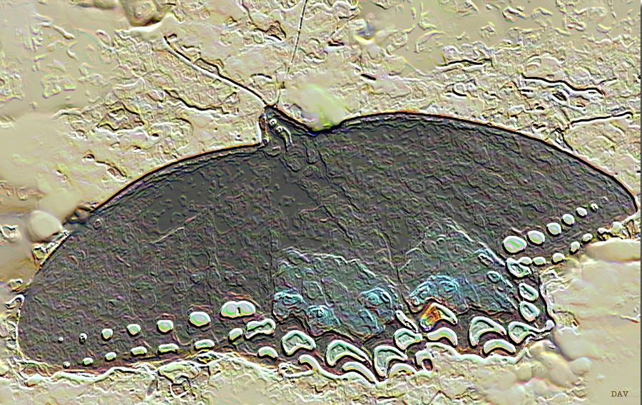 900x568 Plaster Butterfly Painting By Debra Vatalaro - Painting On Plaster Art