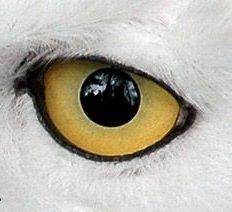 232x212 143 Best How To Draw And Paint Owl Eyes Images On Owl - Painting Owl Eyes