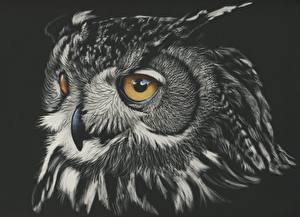 300x217 Owls Wallpaper (375 Images) Pictures Download - Painting Owl Eyes