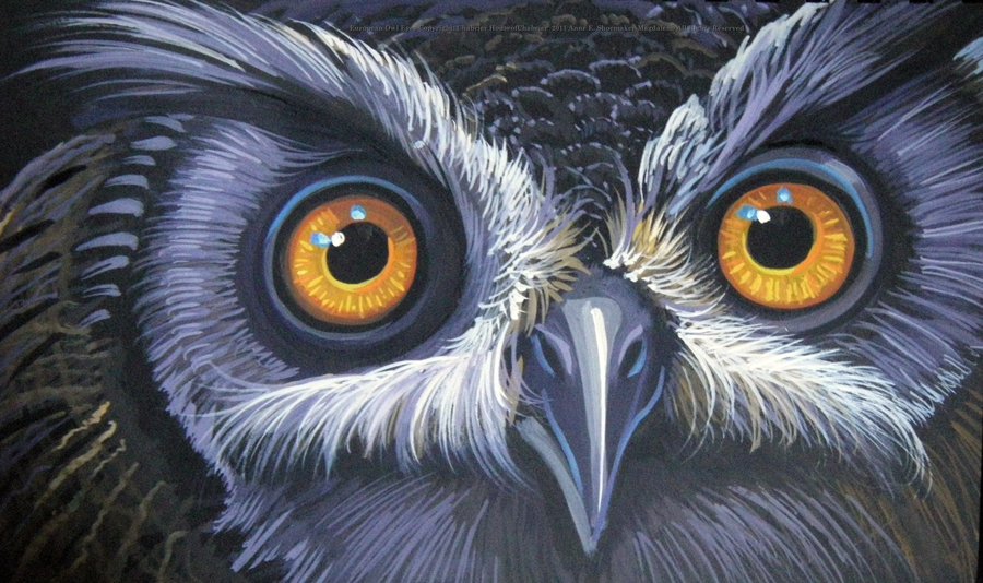 900x534 European Owl Eyes By Houseofchabrier - Painting Owl Eyes