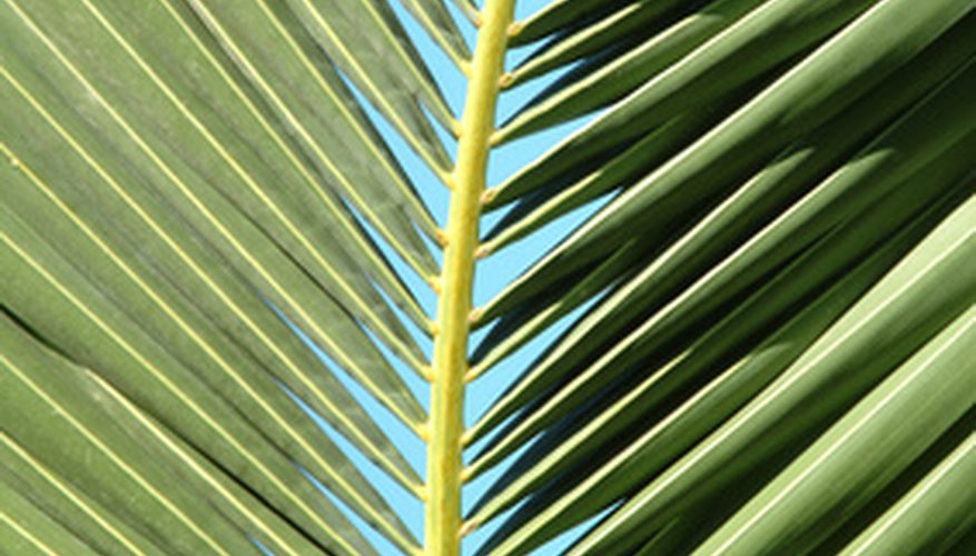 877x500 How To Paint A Palm Frond Our Pastimes - Painting Palm Fronds