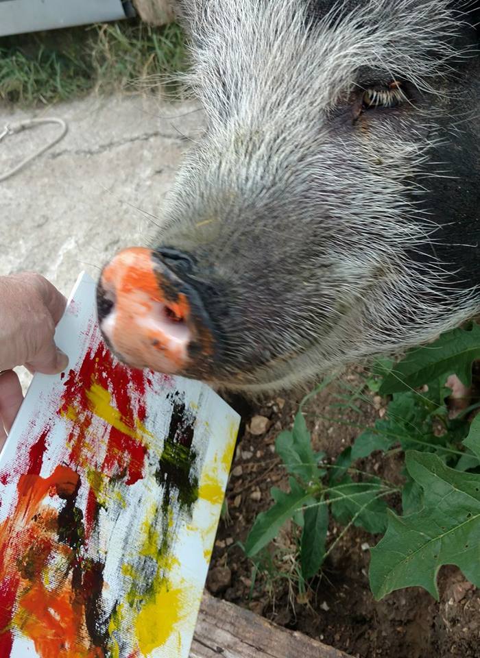 700x960 Meet Steve, The Painting Pig Extraordinaire! - Painting Pig