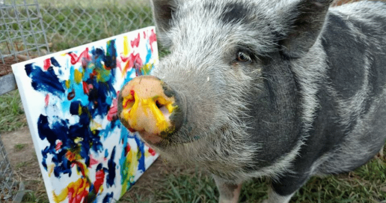 770x405 Meet Steve, The Painting Pig Extraordinaire! - Painting Pig