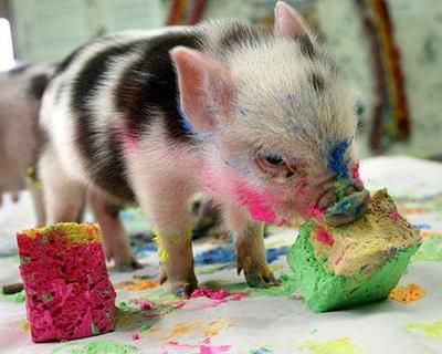 400x320 Pig, The Painter. - Painting Pig