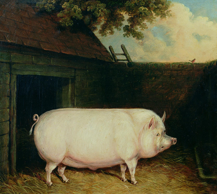 900x802 A Pig In Its Sty Painting By E M Fox - Painting Pig