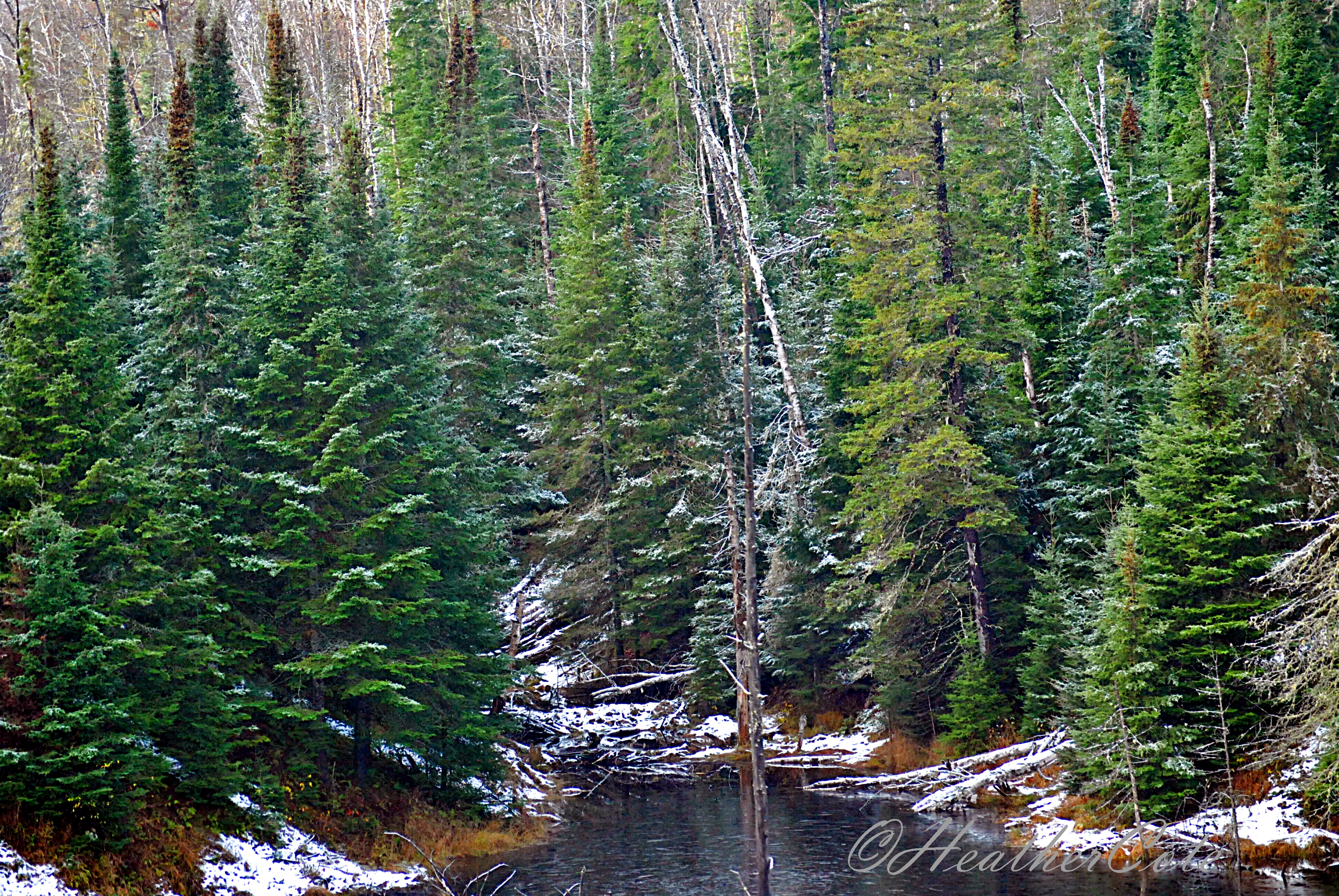 3872x2592 Pine Trees Heather Cote - Painting Pine