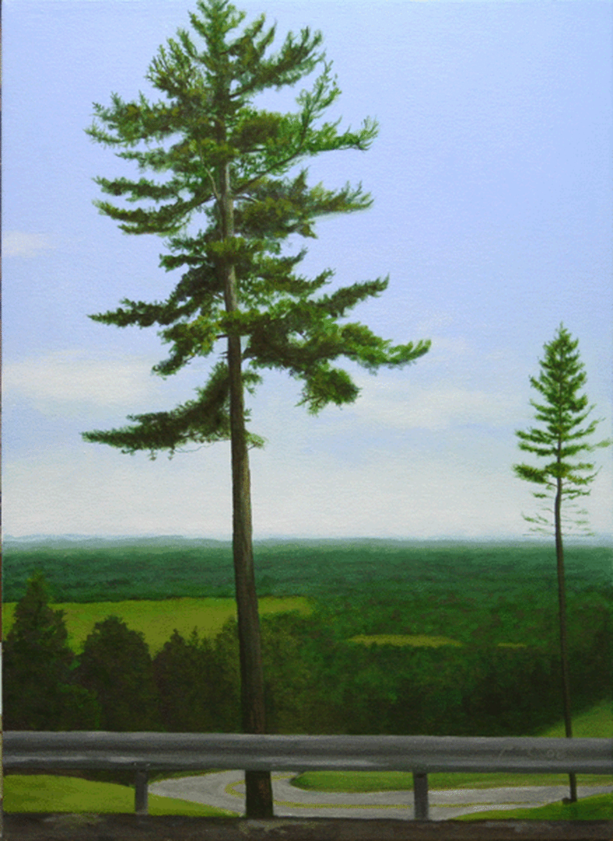 878x1204 Macgregor Pine - Painting Pine