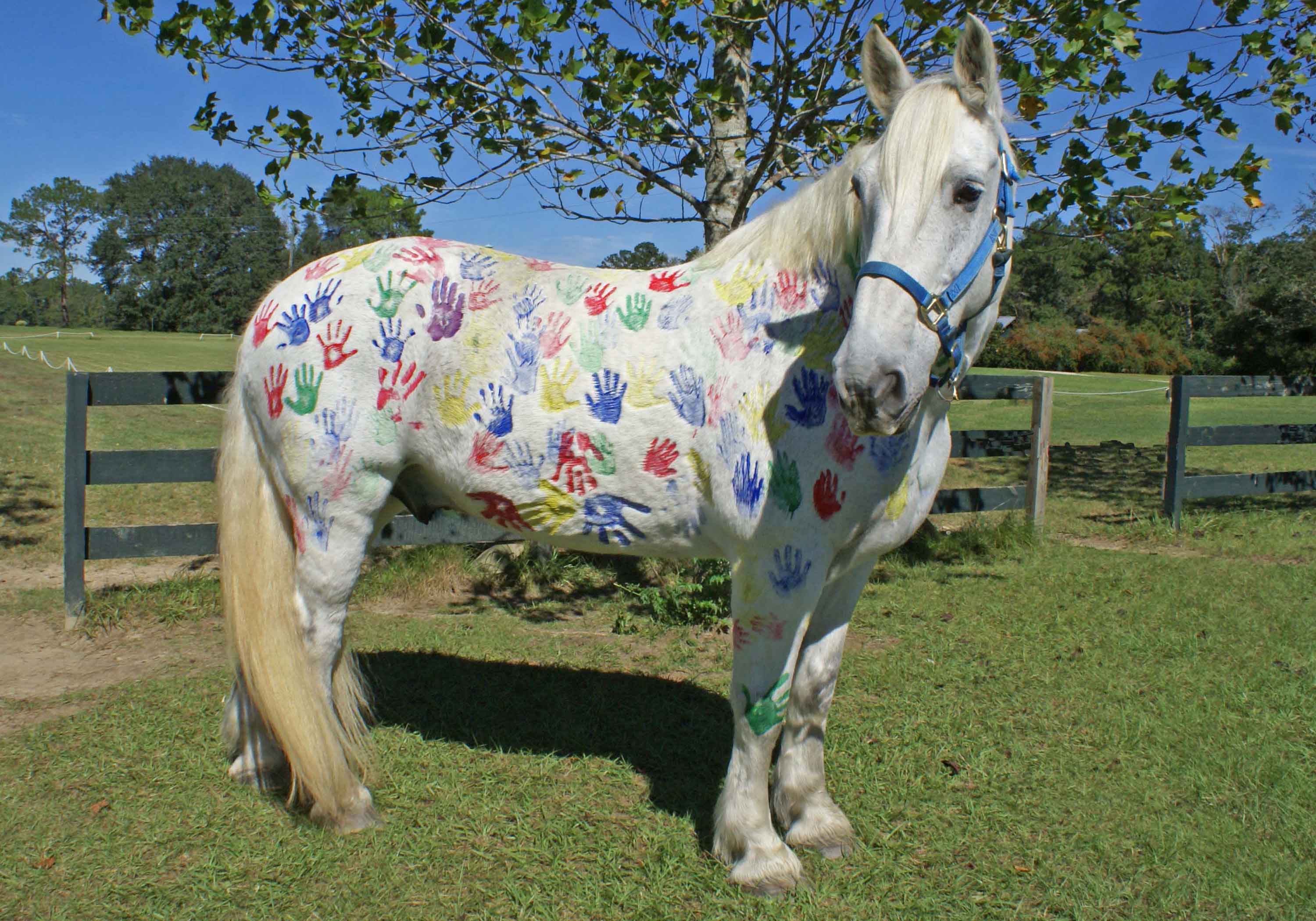 3000x2100 Painted Pony Party - Painting Pony