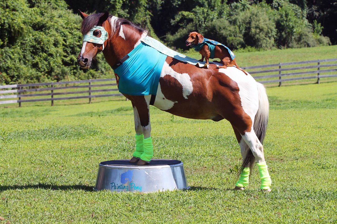 1280x854 Painting Pony - Painting Pony