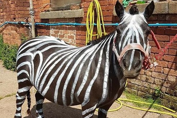 615x409 Pony Painting Parties Are Not Cruel' Says Paint Supplier - Painting Pony