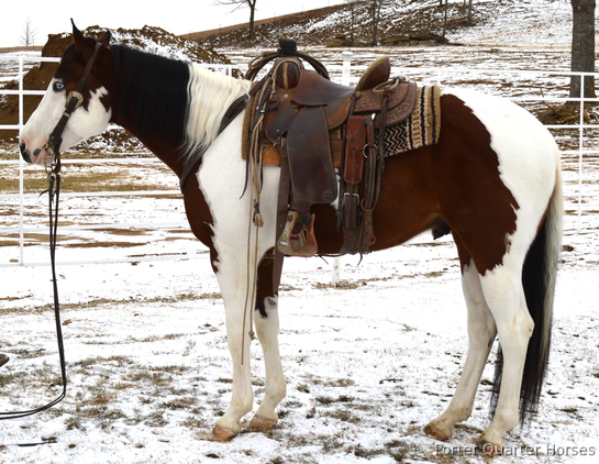 545x422 Paint Horses For Sale Horseclicks - Painting Quarter Horse