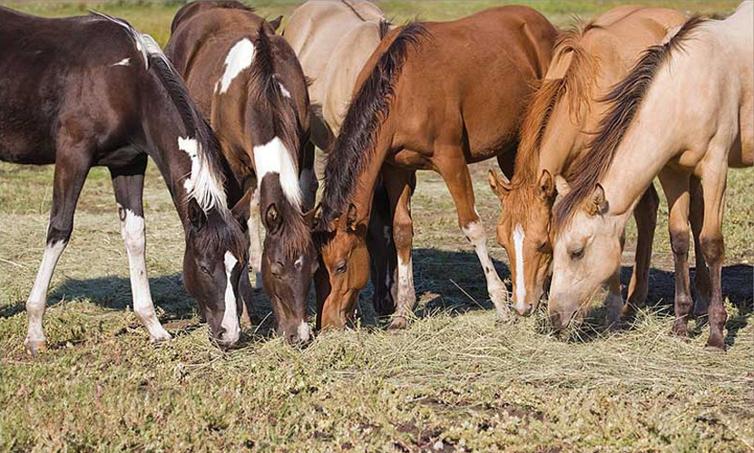 831x500 Spotted Fawn Paint Horse Ranch - Painting Quarter Horse