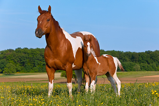 510x341 Paint Horse - Painting Quarter Horse