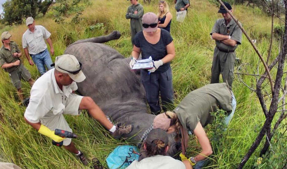 937x552 Lorina Hern's Rhino Rescue Helps Parks Ward Off Poachers By - Painting Rhino Horns