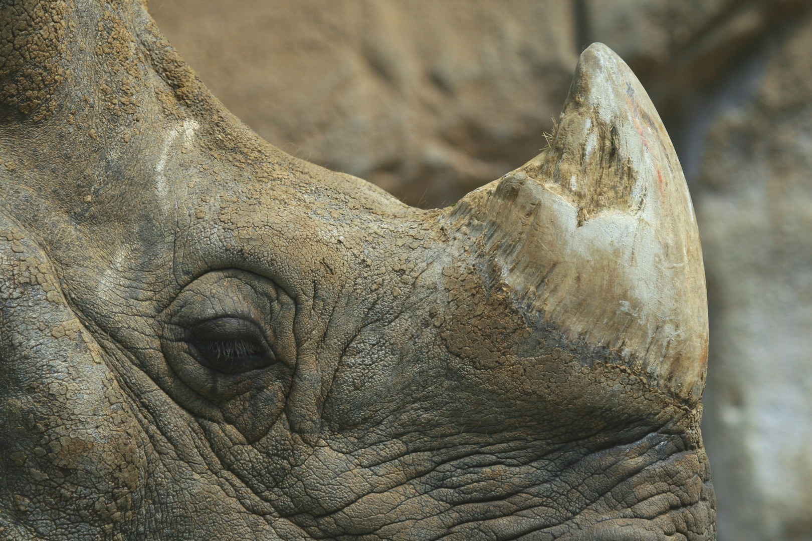 1620x1080 No, Legalizing Rhino Horn Probably Won'T Save Animals - Painting Rhino Horns