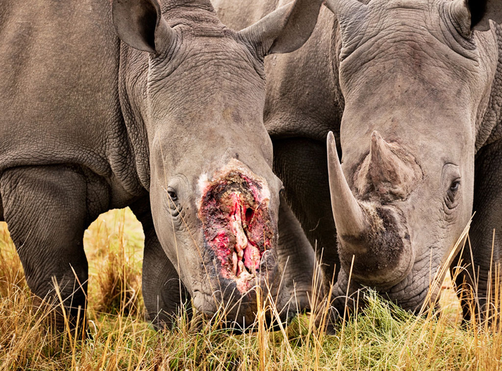 1024x757 Pozible - Painting Rhino Horns