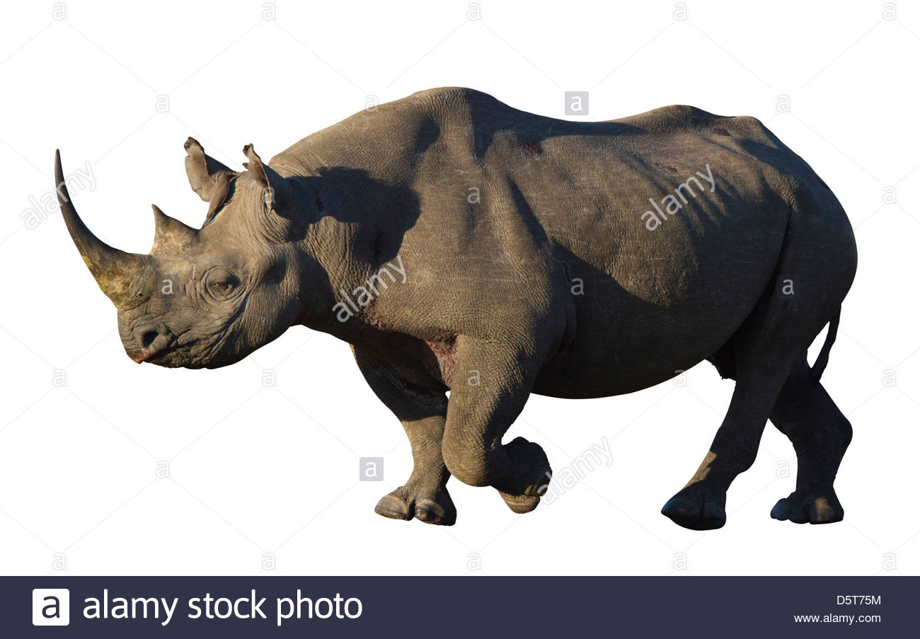1300x903 Rhino Horn Cut Cut Out Stock Images Amp Pictures - Painting Rhino Horns