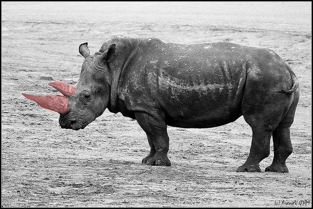 640x428 Conservationists Have Been Dyeing Rhino Horns Pink To Ward Off - Painting Rhino Horns