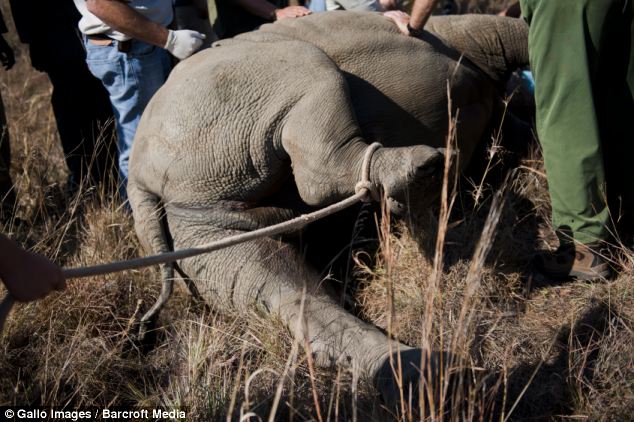 634x422 Rhino Horns Poisoned And Painted Pink To Keep Poachers Away - Painting Rhino Horns