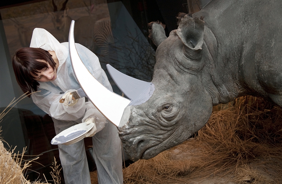 900x586 Spain Fight For Rhinos - Painting Rhino Horns