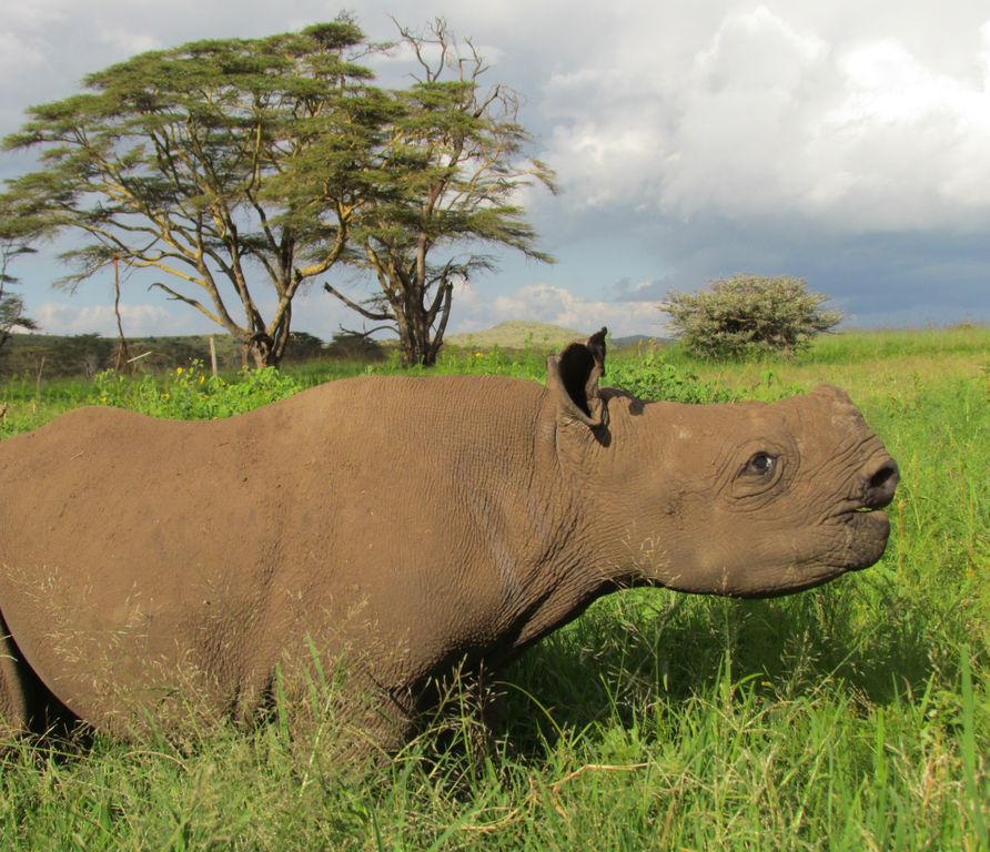 892x768 Wildlife Managers Are Poisoning Rhino Horns To Stop People - Painting Rhino Horns