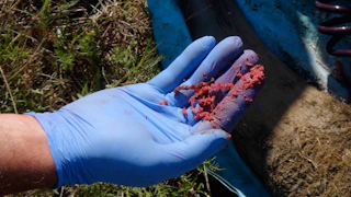 320x180 Dye And Poison Stop Rhino Poachers - Painting Rhino Horns