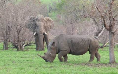 480x303 Dying Elephant Tusks Pink To Stop Poachers Animal Hearted - Painting Rhino Horns