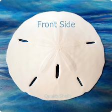 225x225 Sand Dollar Shells For Sale Ebay - Painting Sand Dollars