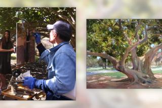 320x214 Plein Air Painting In Sarasota County Visit Sarasota - Painting Sarasota