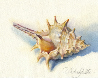 340x270 Seashell Painting 3 Print From Original Watercolor Painting - Painting Seashells In Watercolor