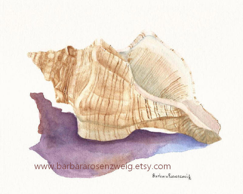 800x639 Seashell Painting Conch Shell Art Print Shell Watercolor - Painting Seashells In Watercolor