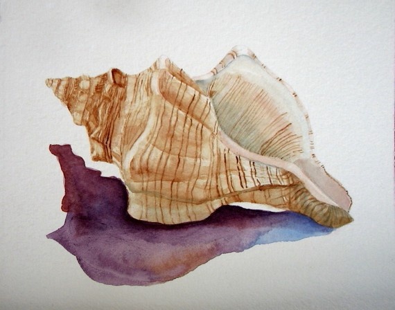 570x448 359 Best Fish And Marine Images On To Draw, Drawing - Painting Seashells In Watercolor