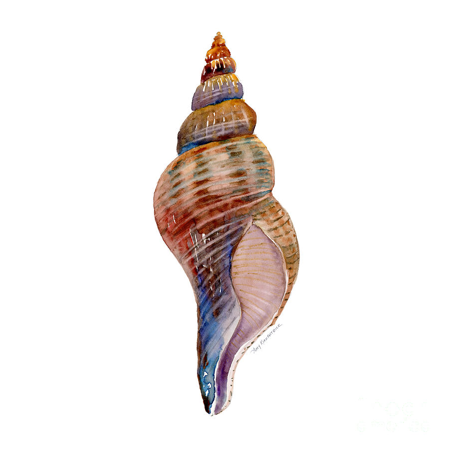 900x900 Fox Shell Painting By Amy Kirkpatrick - Painting Seashells In Watercolor