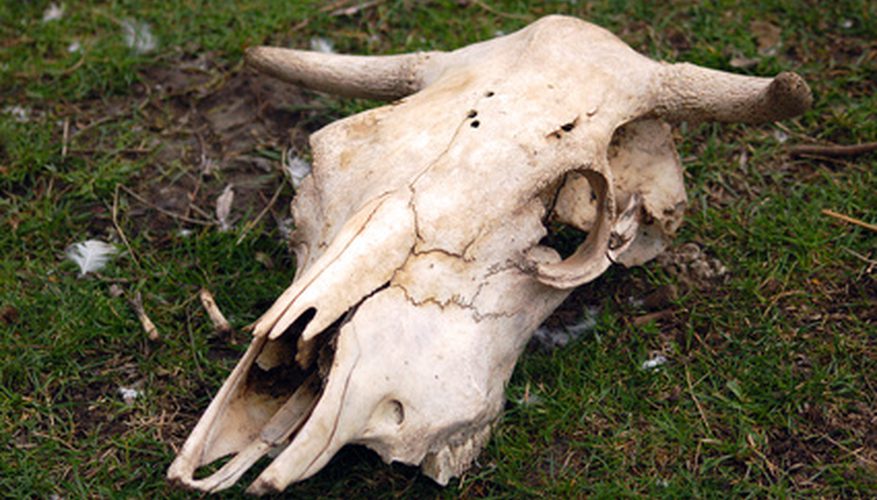 877x500 How To Paint Cow Skulls Our Pastimes - Painting Steer Skull