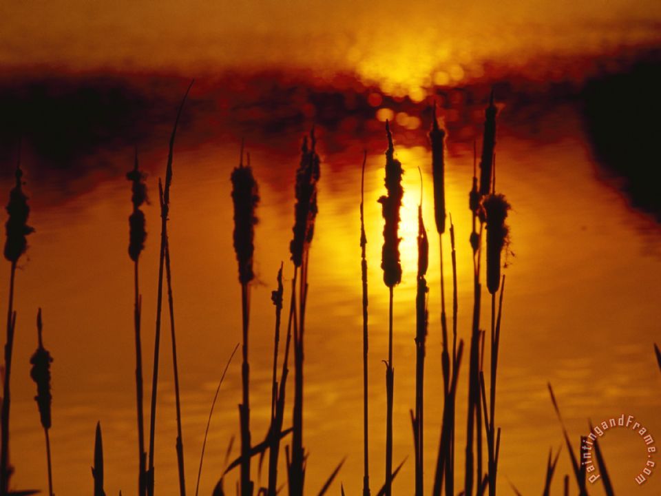 960x720 Raymond Gehman Silhouetted Cattails And Sunlight On The Water - Painting Sunlight