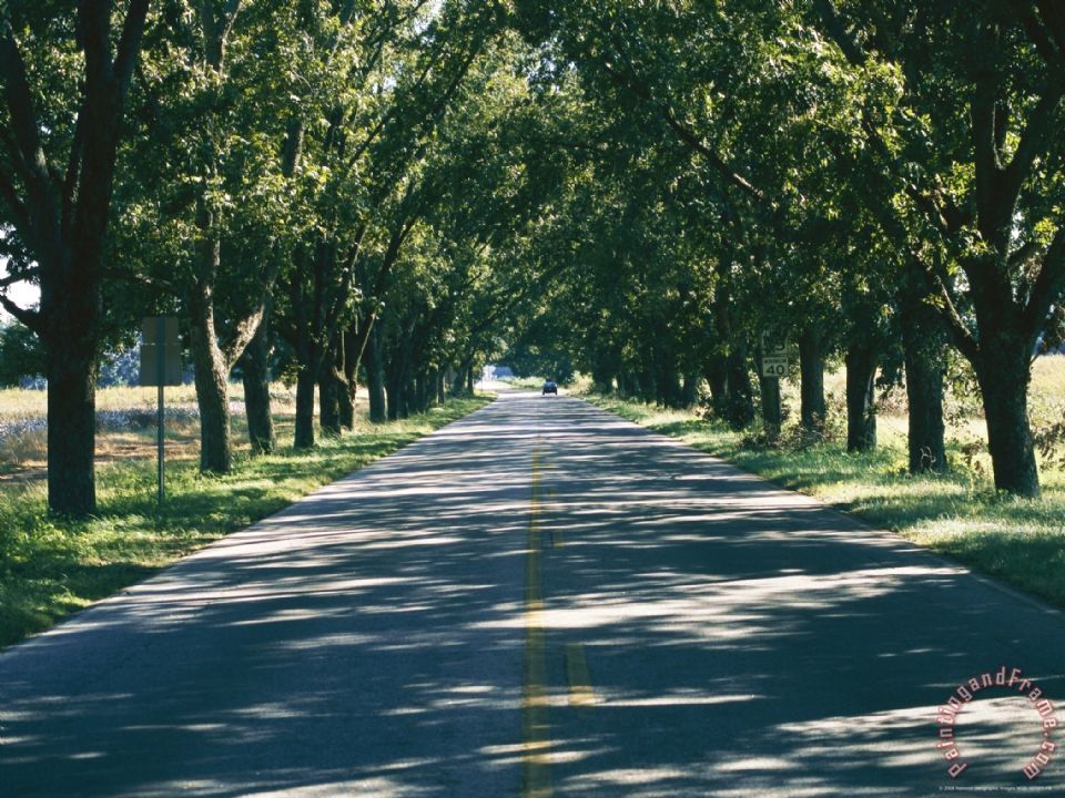 960x720 Raymond Gehman Shadows Cast By Sunlight Filtering Through - Painting Sunlight Through Trees