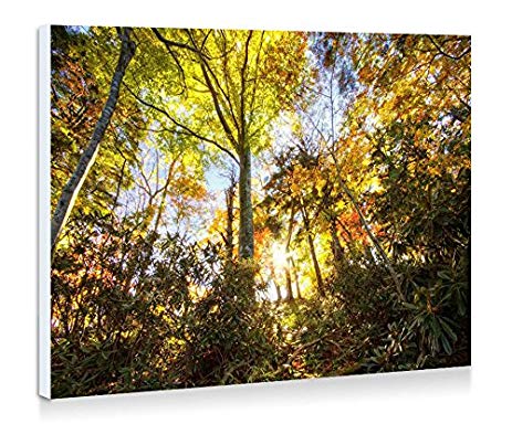 463x384 Sunlight Through Trees - Painting Sunlight Through Trees