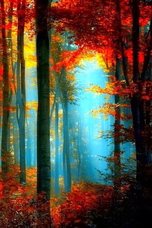 500x750 Colors Of Autumn Leaves Sunlight, Autumn And Photography - Painting Sunlight Through Trees