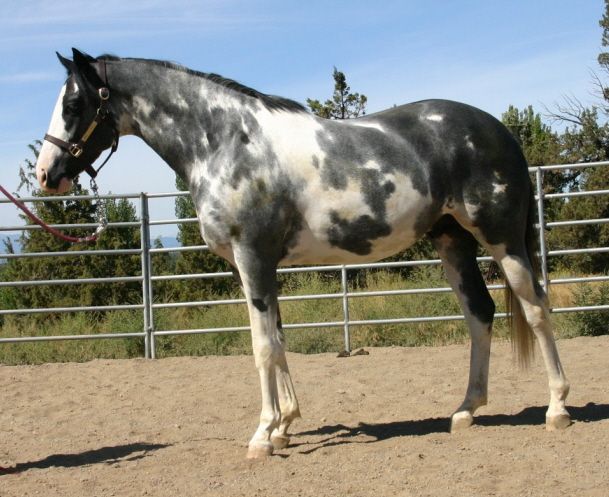 609x497 Painting Freedom Painted Desert Farm - Painting Thoroughbred