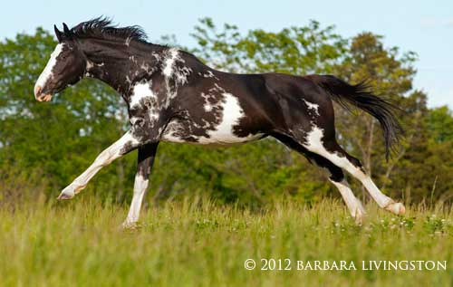 500x317 Painting Shadows - Painting Thoroughbred