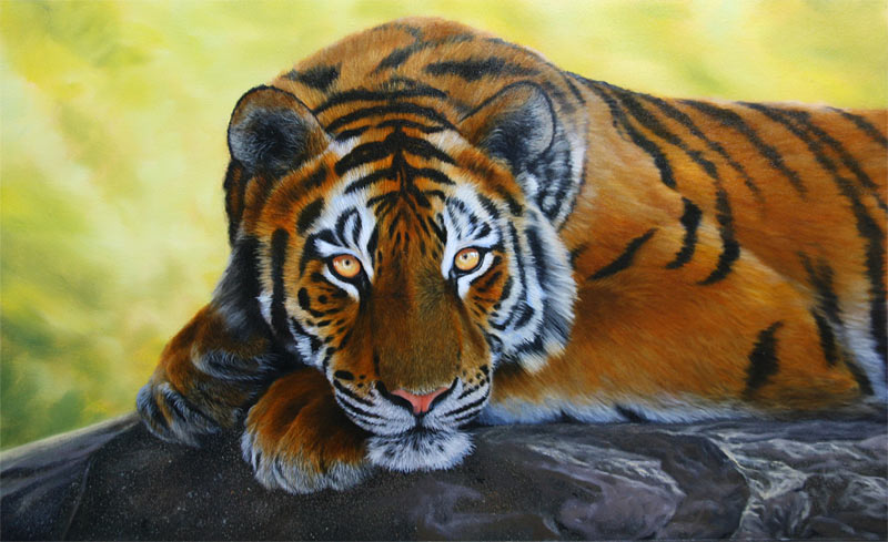 800x489 Tiger Painting, Final Stages How To Draw And Paint Animals - Painting Tiger