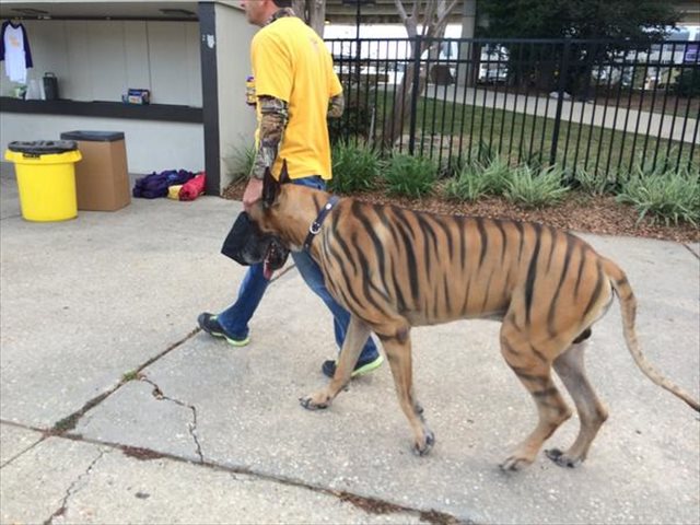 640x480 Photo Lsu Fan Paints Great Dane With Tiger Stripes - Painting Tiger Stripes