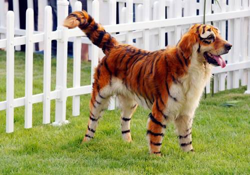 500x350 Tiger Striped Golden Retriever Domestic Pets Go Wild - Painting Tiger Stripes