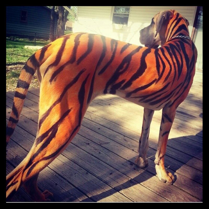 800x800 Awesome Pet Paint Tiger Striped Great Dane Bizarre - Painting Tiger Stripes