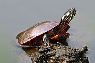 320x213 Painted Turtle - Painting Turtle