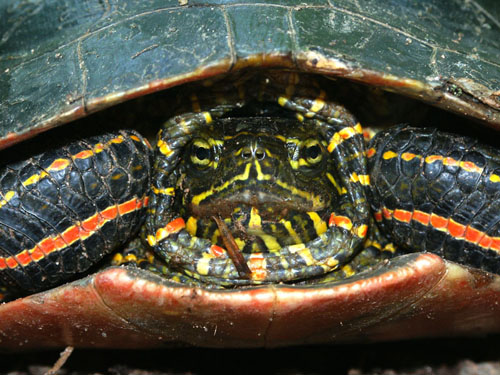 500x375 Painted Turtle Care Sheet - Painting Turtle