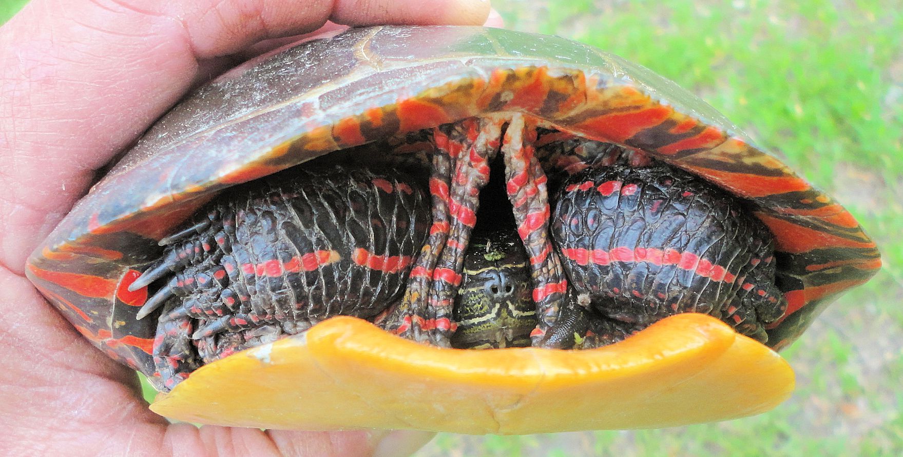 1759x891 Little Turtle Sercadia - Painting Turtle Shell