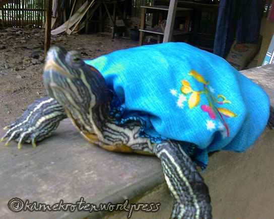 544x435 Never Paint On A Turtle!! Underneath The Shell - Painting Turtle Shell